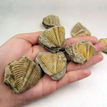 Prírodné Trilobite Chvost Fosílnych Brachiopod Coral &Conchostraca Hmyzu Chvost Trilobites Vyučovanie Prírodovedných predmetov Fosílneho Kameňa Pôvodné C0S0