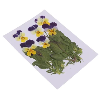 6 Pack 8 - 11 cm Reálne Stlačené Sušené Kvety Pansy Kvety Pre Živicové Šperky