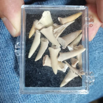 1box Prírodné paleontologické skamenelín Fosílnych Malé žraločí zub vedecké skúmanie Výučbu detí vzor-box