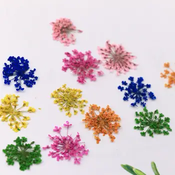 12Pcs/Sada na Nechty, Kvetinová Výzdoba 3DBeautify Prsty Rôzne Farby Sušené kvety na Nechty, Dekorácia, Prírodné Kvetinové Nálepka pre Ženy
